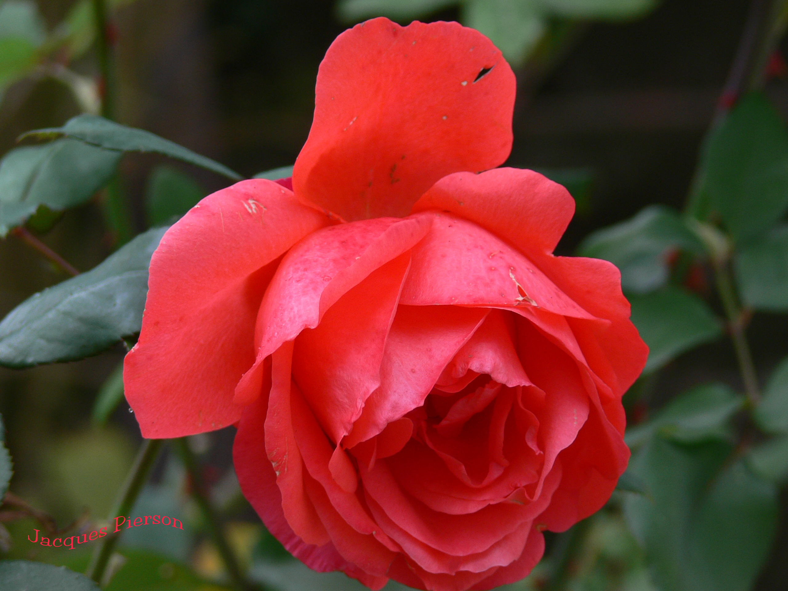 Rose 31 10 2005 001